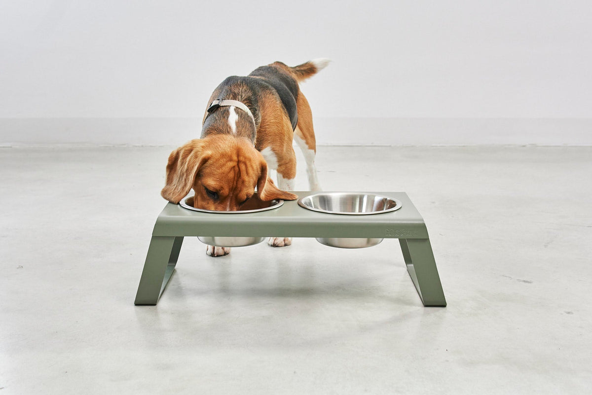 Beagle mangeant dans une mangeoire MiaCara Desco vert olive