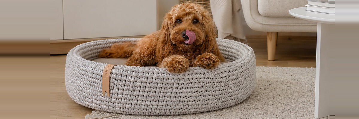 Le Repos — Chien