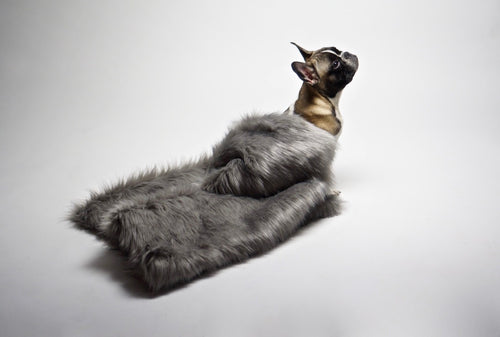 Couverture FÖRA argent en situation avec un chien