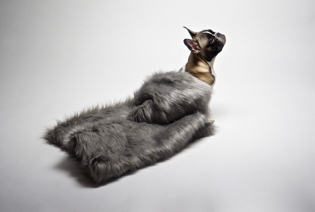 Couverture FÖRA argent en situation avec un chien