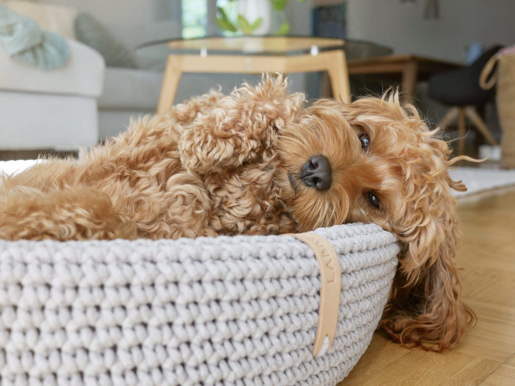 Chien installé dans le lit Labbvenn Lukko