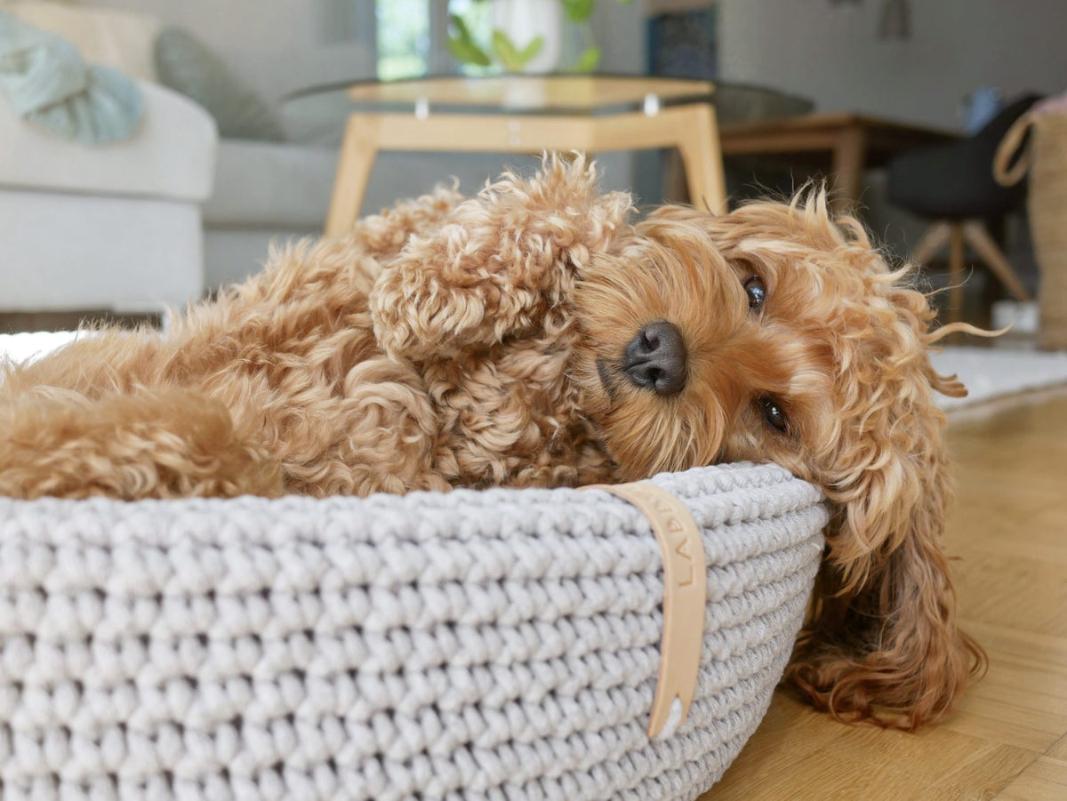 Chien installé dans le lit Labbvenn Lukko