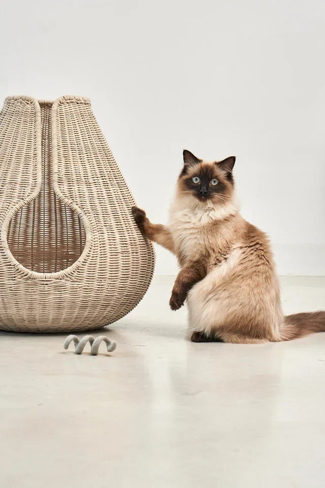 Chat installé dans une grotte MiaCara Perla