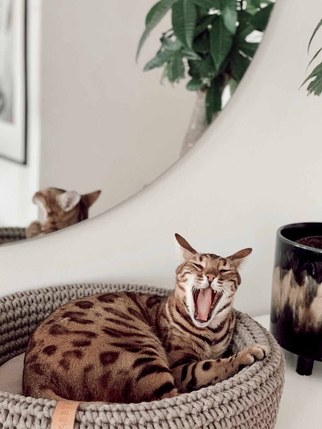 Labbvenn COCO & FÖRA — Le panier pour chat et son plaid