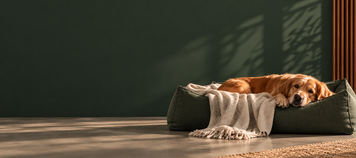 GALIPETTE, accessoires haut de gamme pour chien et chat