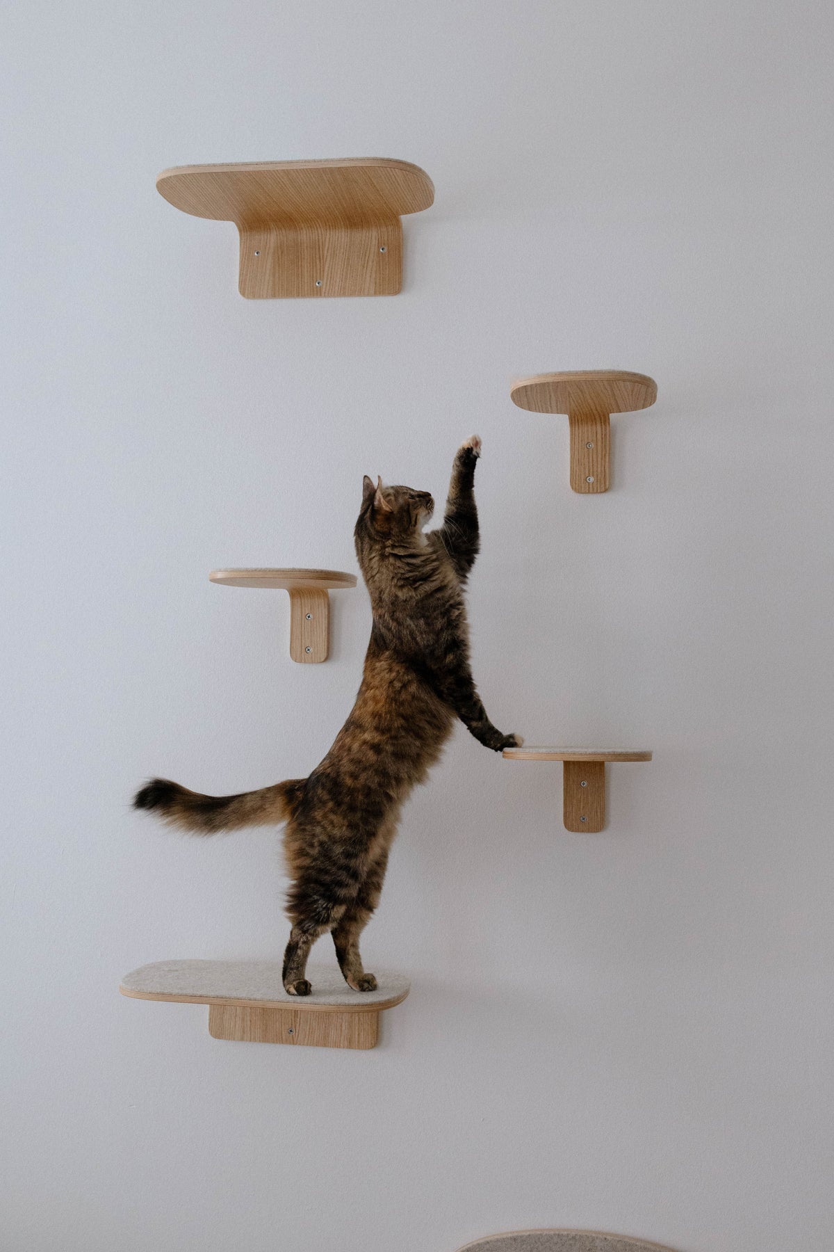 Mur d'escalade MiaCara Parete pour chat, chêne et feutre. © MiaCara