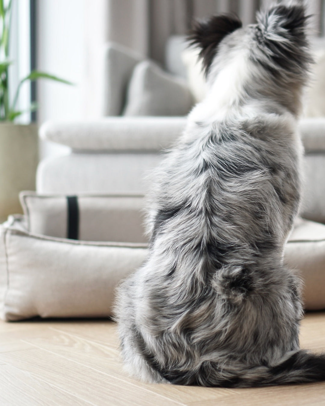 Labbvenn ORTEO — Lit orthopédique pour chien