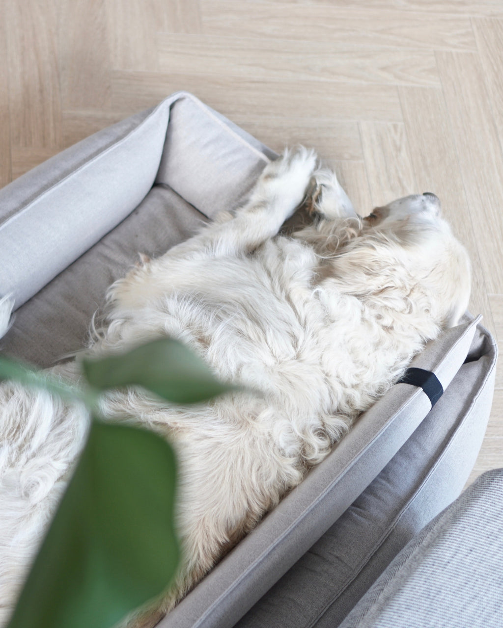 Labbvenn ORTEO — Lit orthopédique pour chien