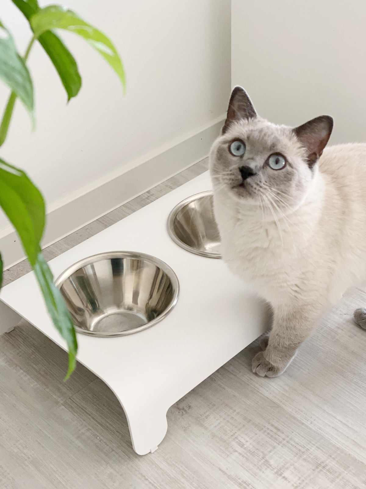 Support de gamelles surélevé Labbvenn RICO pour chat